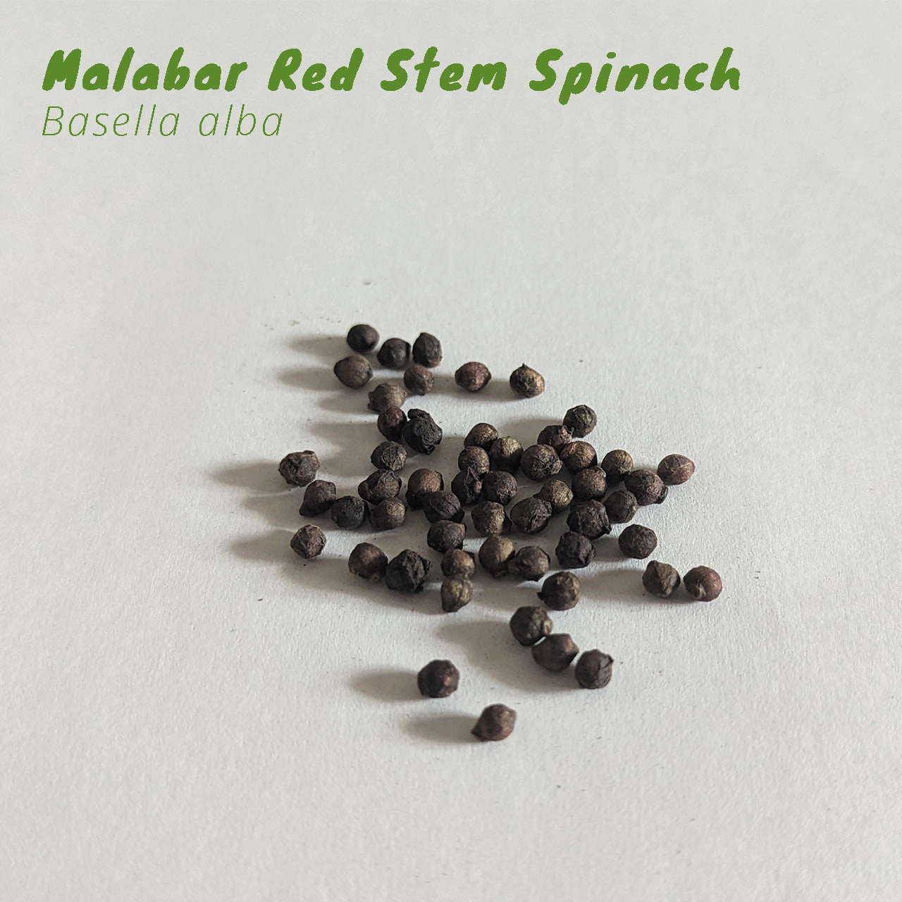 Florida Summer Leafy Greens Seed Pack