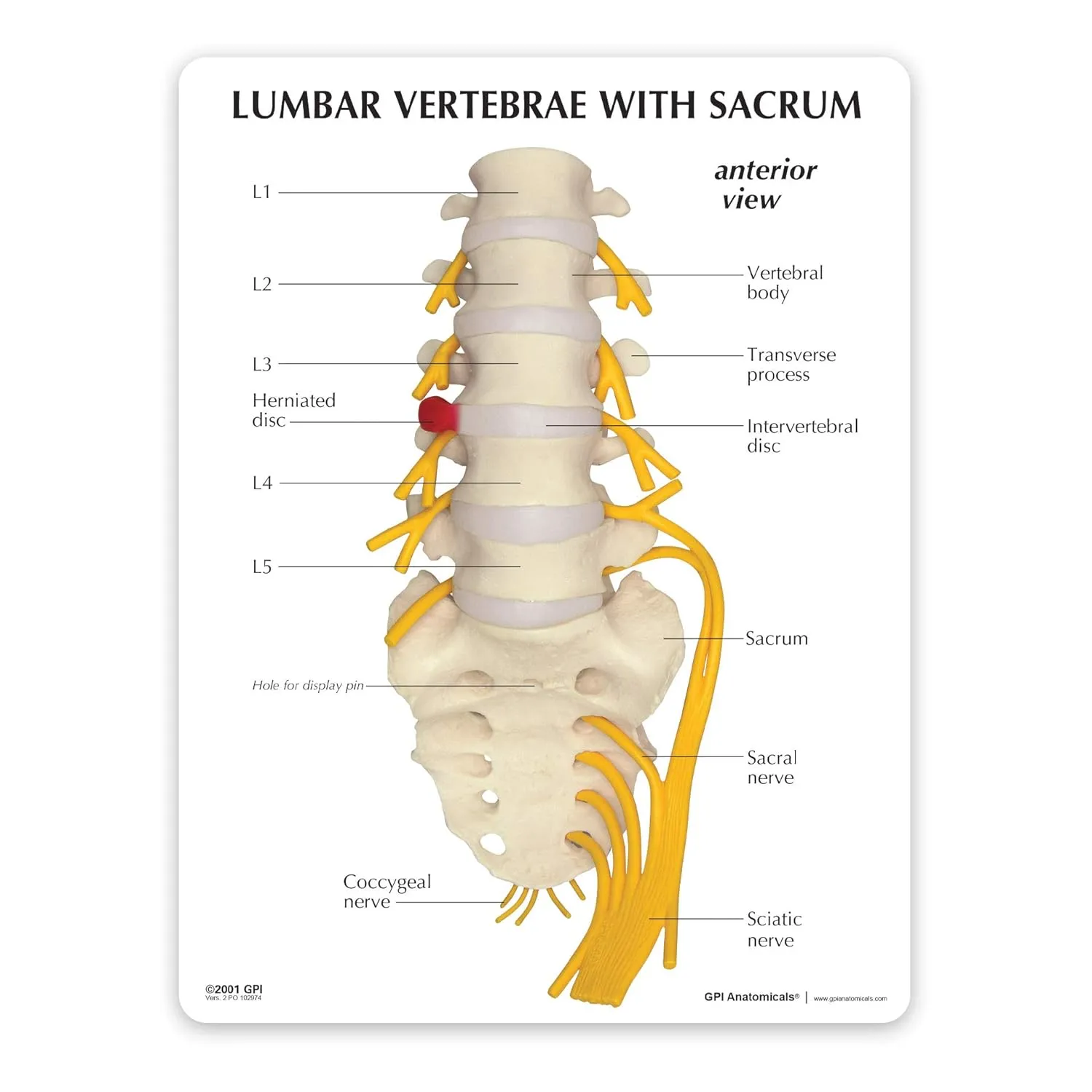 GPI Anatomicals - 5-Piece Vertebrae Model with Sacrum, Spine Model for Human Anatomy and Physiology Education, Anatomy Model for Doctor's Offices and Classrooms, Medical Learning Resources