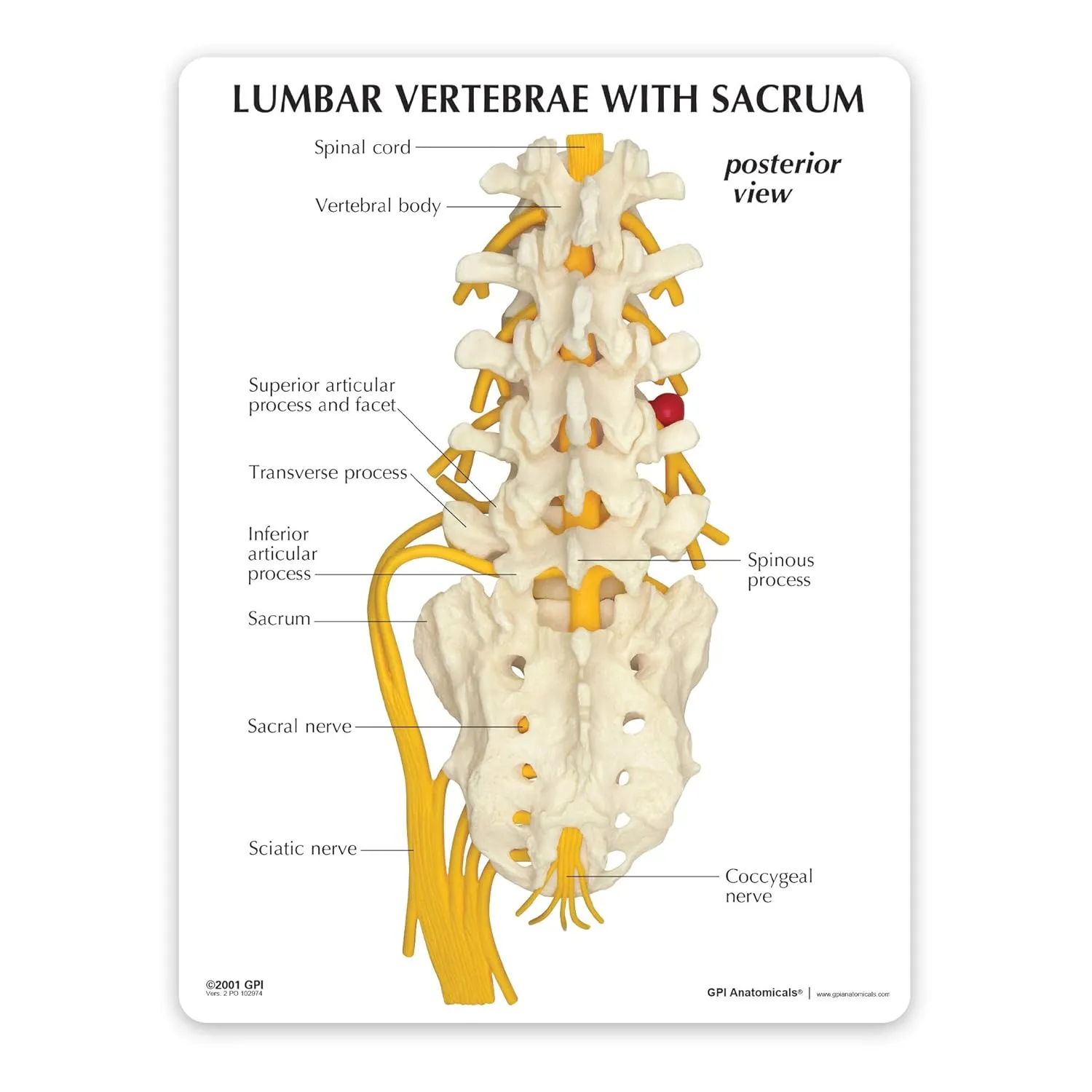 GPI Anatomicals - 5-Piece Vertebrae Model with Sacrum, Spine Model for Human Anatomy and Physiology Education, Anatomy Model for Doctor's Offices and Classrooms, Medical Learning Resources