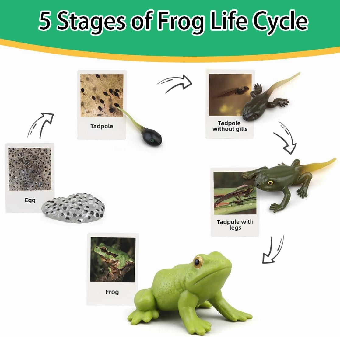 Montessori Life Cycle Learning & Education Toys - Plastic Insect Ladybug, Monarch Butterfly, and Tadpole-to-Frog Kit for Kids, Learning Activities for Early Education