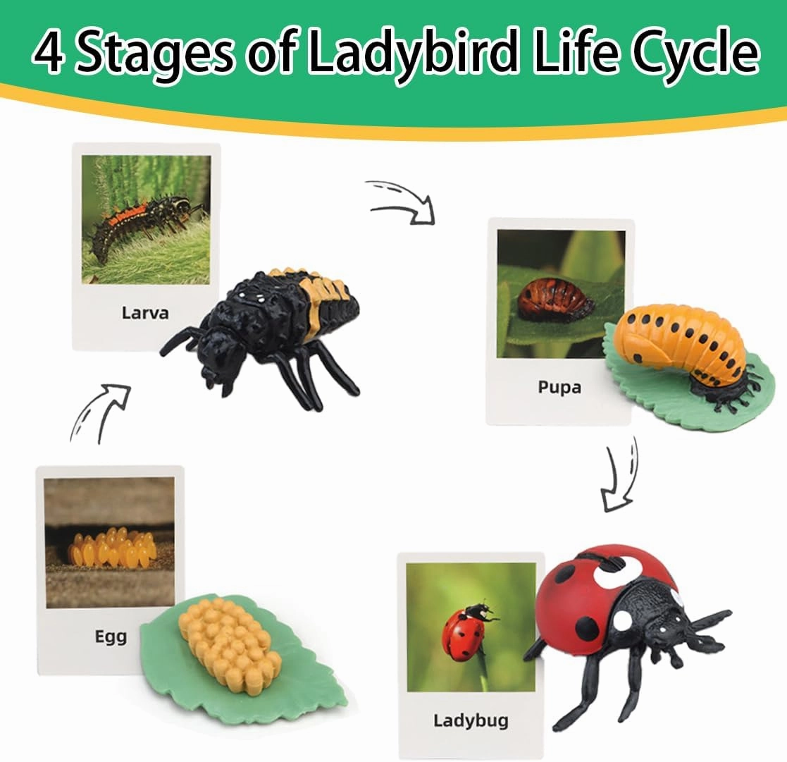 Montessori Life Cycle Learning & Education Toys - Plastic Insect Ladybug, Monarch Butterfly, and Tadpole-to-Frog Kit for Kids, Learning Activities for Early Education