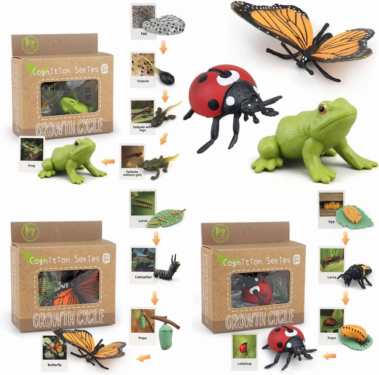 Montessori Life Cycle Learning & Education Toys - Plastic Insect Ladybug, Monarch Butterfly, and Tadpole-to-Frog Kit for Kids, Learning Activities for Early Education