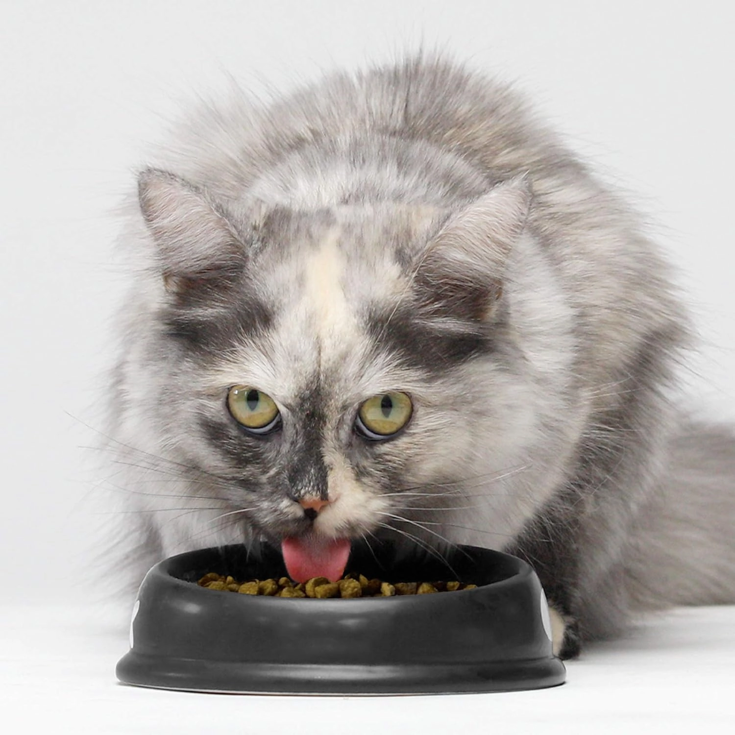 Open Farm Pasture-Raised Lamb Grain-Free Dry Cat Food, Humanely Raised Lamb Recipe with Non-GMO Superfoods and No Artificial Flavors or Preservatives, 4 lbs
