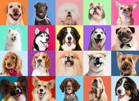 Puzzles for Kids Ages 8-10 Year Old - Multicolor Dogs, 200 Piece Puzzles for Kids Ages 6-8, Learning Educational Jigsaw Puzzles Toys Gifts for 6 7 8 9 10 Year Old